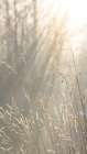 USA, Washington State, Seabeck. Close-up of grass seedheads. Art Print